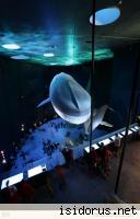 Oceanarium 